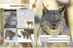 Світ навколо нас. Великі кішки - Зображення 3