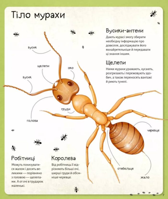 Світ мурах - Зображення 7