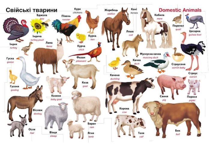 Перший словник малюка. 500 слів - Зображення 3