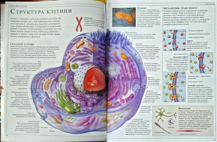 Людина. Навчальний посібник з анатомії та фізіології | Тоні Сміт - Зображення 7