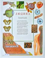 Людина. Навчальний посібник з анатомії та фізіології | Тоні Сміт - Зображення 9