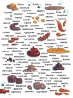 Що в кінці: куди зникають какунці? | Юлія Ярмоленко - Зображення 5