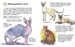 Енциклопедія дошкільника. Коти | Каспарова Ю.В. - Зображення 4