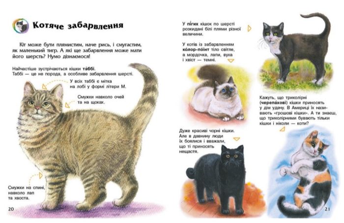 Енциклопедія дошкільника. Коти | Каспарова Ю.В. - Зображення 2